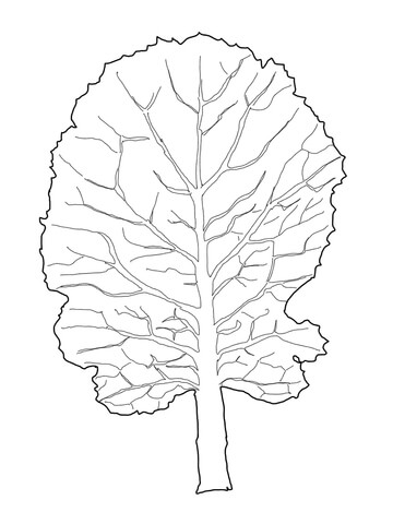 Collard Greens Leaf Coloring Page